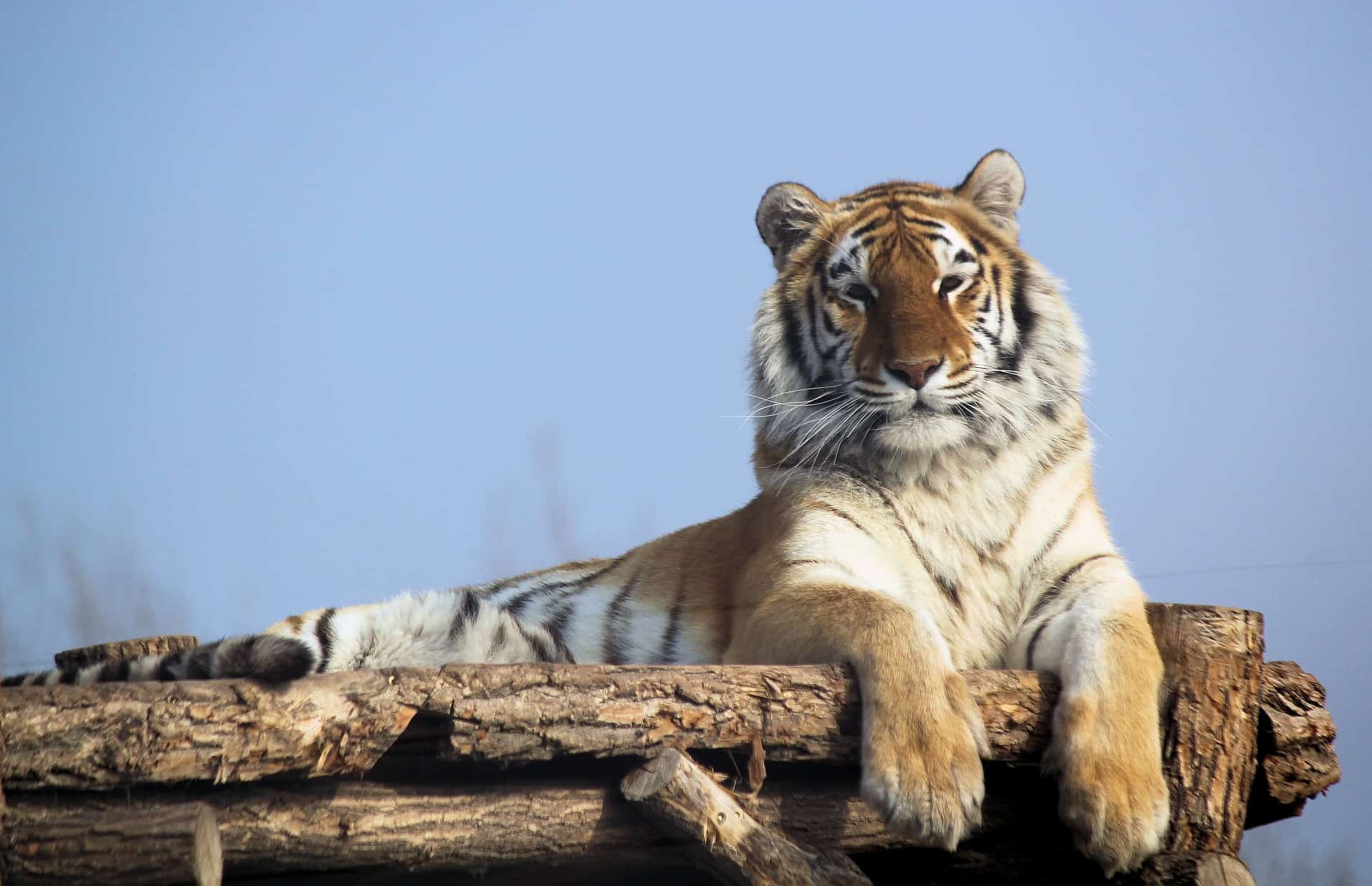 Ramgarh Tiger Reserve – Hadoti’s 2nd Tiger Reserve after Mukundra